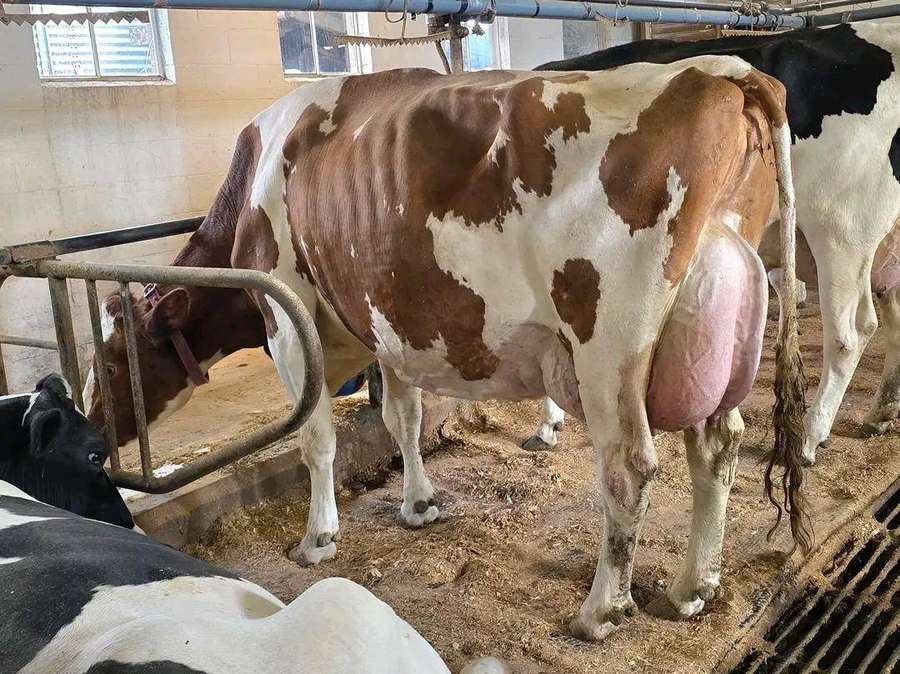 Dairy Farming