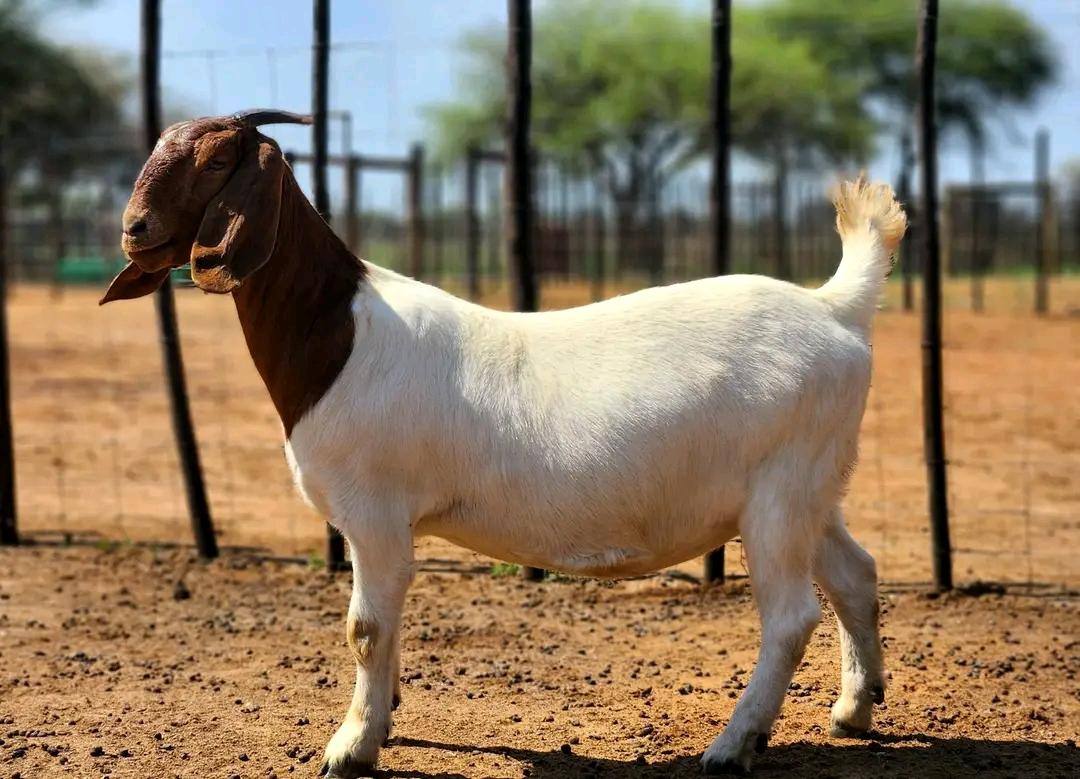 Boer goat