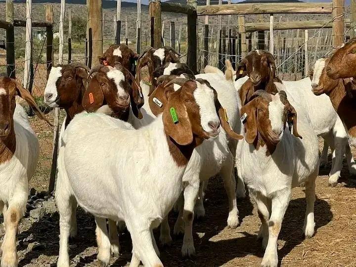 Boer goats