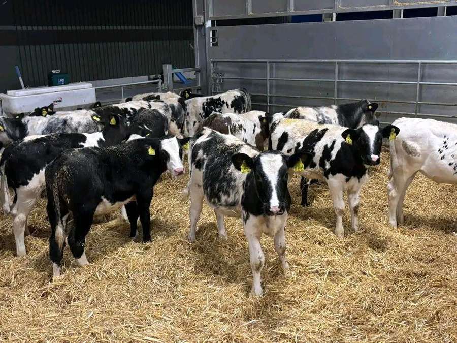 Animal Nutrition