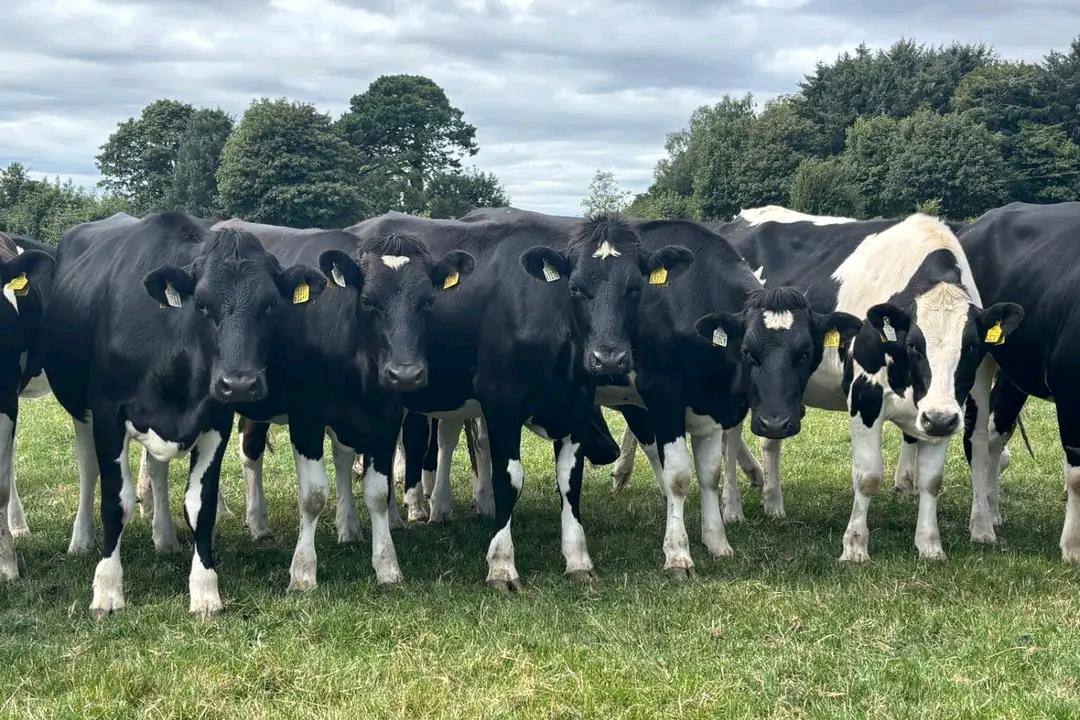 Rafiki Farm dairy cattle herd
