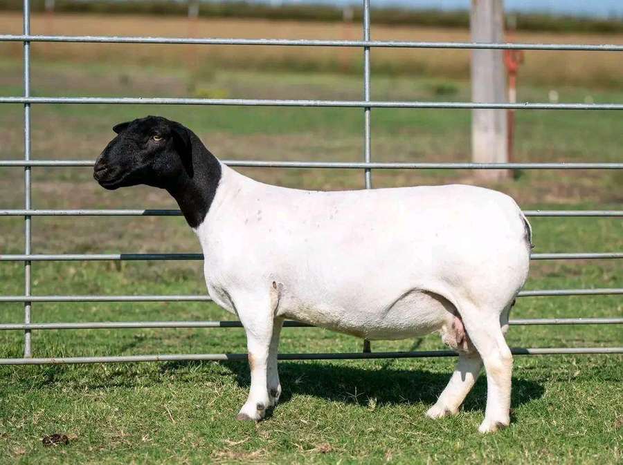 Dorper ewe